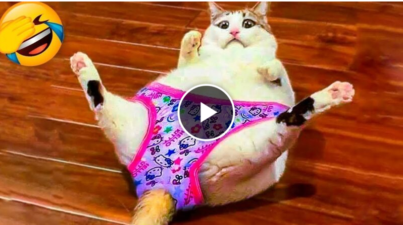 Funniest Animals Video – Best Cats😹 and Dogs🐶 Videos of 2023 !
