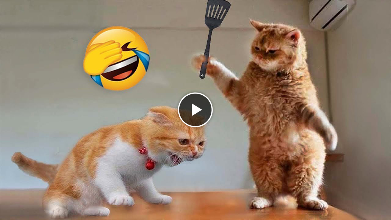 The Funniest Animals 2023 😂 Funny Cats And Dogs 🐱🐶 Funny Animal Videos 2023