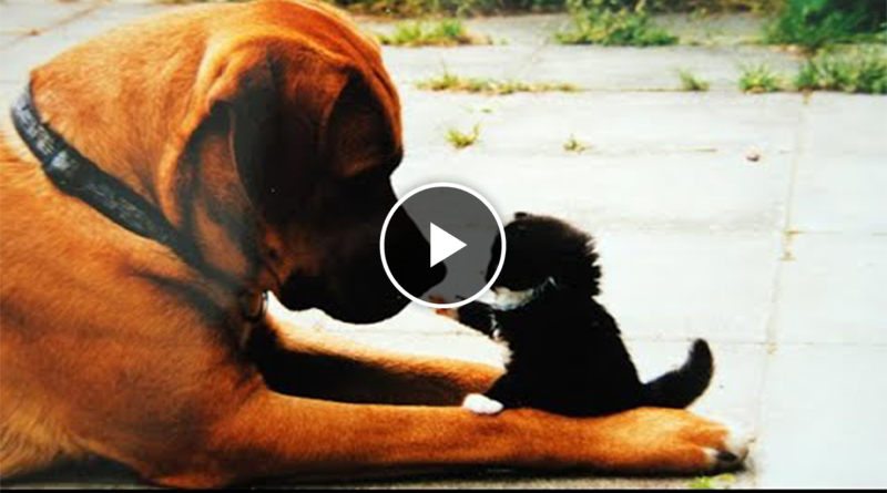 🐕 I’m the boss here! 😺 An analysis of funny cats and dogs for a good mood! 😺