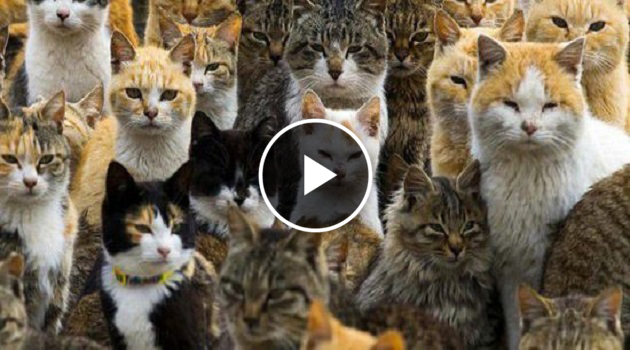 cat island close contact with an island inhabited by more cats than humans.Japan cat island