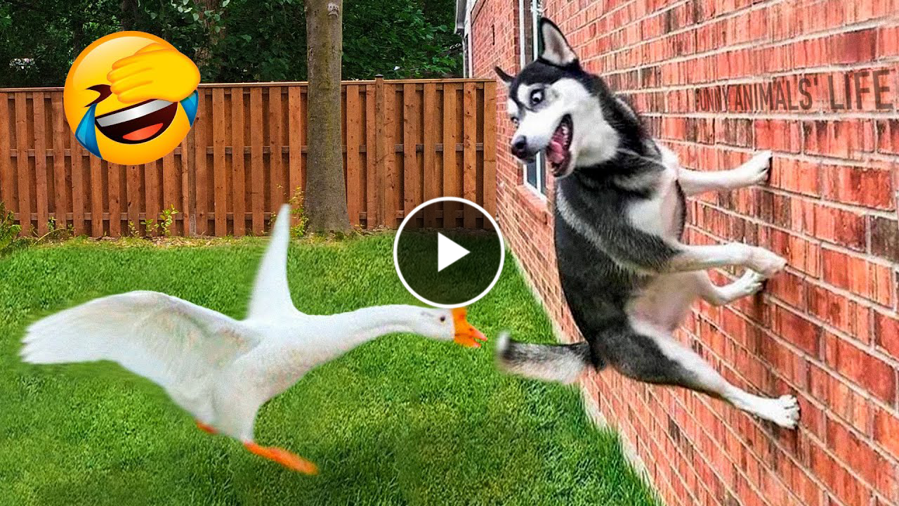Funny Dogs And Cats Videos 2023 😅👌 – Best Animal Videos Of The Month 😁