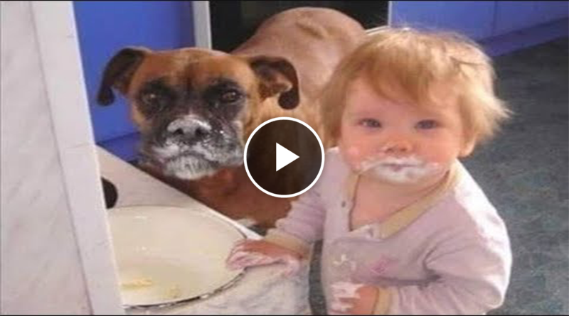 🐕 We got caught! 😺 Funny cat and dog videos for a good mood! 😺