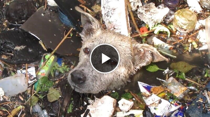 10 jaw-dropping animal rescues!