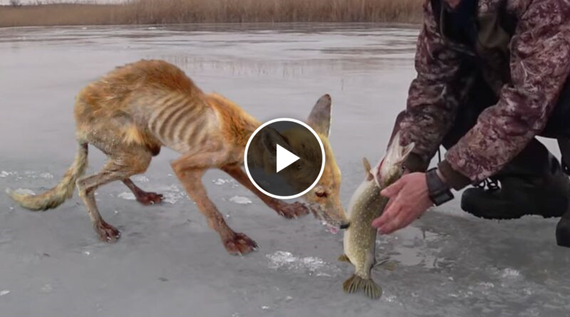 30 Animals That Asked People for Help & Kindness !