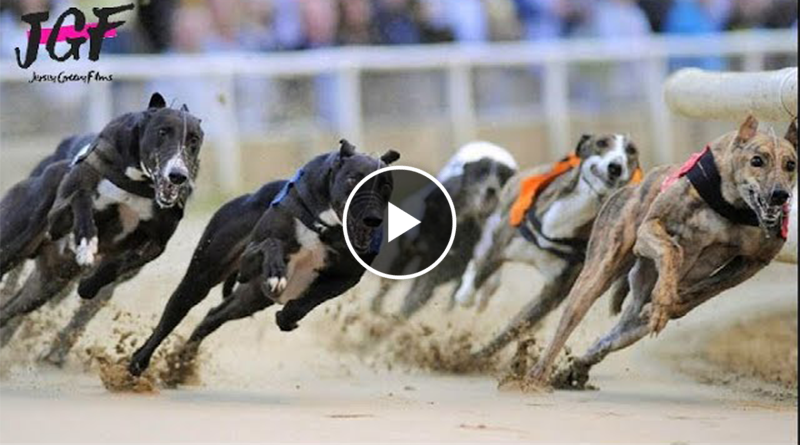 Greyhound dog racing – Track race 480m