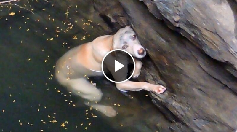 A drowning dog’s desperate wish comes true.