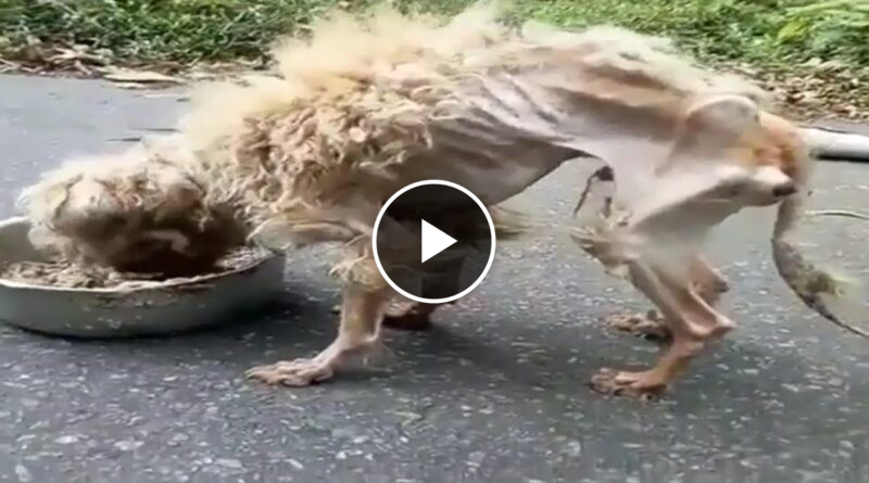 Amazing Transformation Of Starving Dog After Rescued Dog Rescue Stories