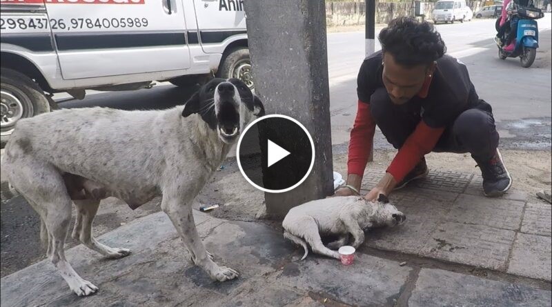 Anguished mother dog wails for wounded baby. Sweetest reunion!