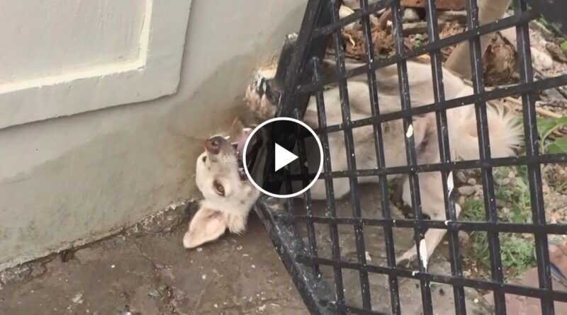 Animals in disasters–10 rescues to make your heart stand still.