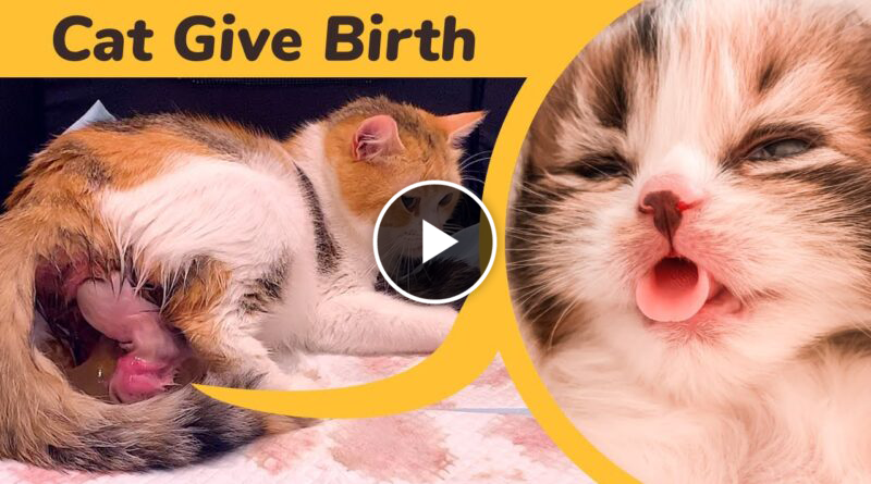 Cat giving birth to 5 kittens of completely different colors