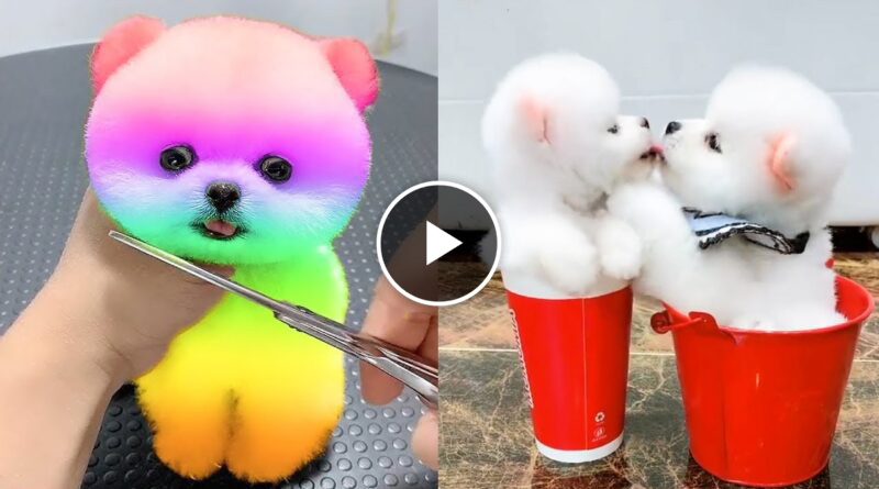 Cute and Funny Pomeranian Videos