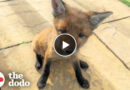 Family Rescues Baby Fox In Their Backyard And Reunites Him With Mom