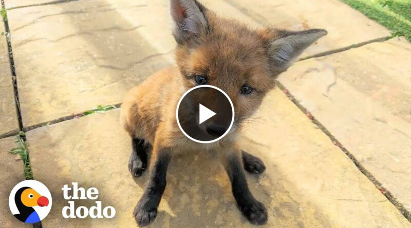 Family Rescues Baby Fox In Their Backyard And Reunites Him With Mom