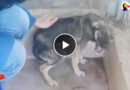 Dog Cries Every Time He’s Touched — Until He Meets This Woman