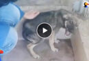 Dog Cries Every Time He’s Touched — Until He Meets This Woman
