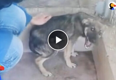 Dog Cries Every Time He’s Touched — Until He Meets This Woman