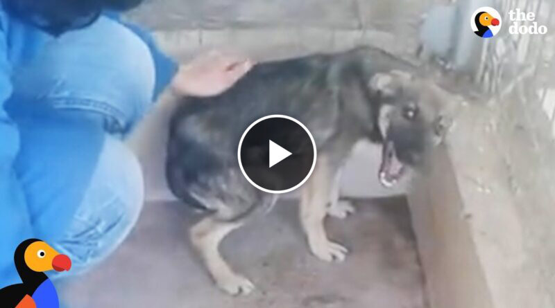 Dog Cries Every Time He’s Touched — Until He Meets This Woman