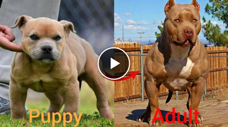 Dogs Grow Up – i’m a big kid now Baby to Adult Dogs