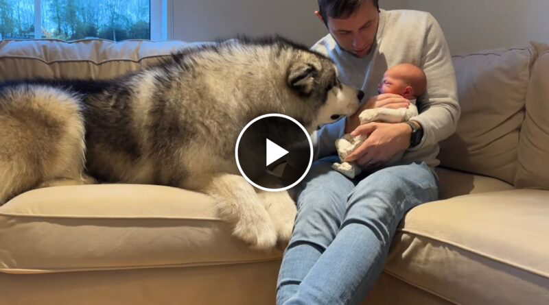 Giant Husky Meets Newborn Baby For The First Time!! (Cutest Ever!!)