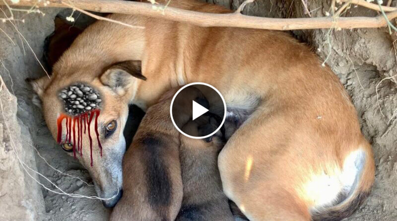 Helped the mother of the Puppies in breastfeeding || Mother dog breastfeeding her puppies