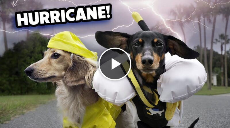 HURRICANE DOGS – Wiener Dogs Prepare for a Storm!