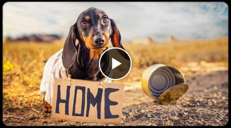 Little Rogue! Cute & funny dachshund dog video!