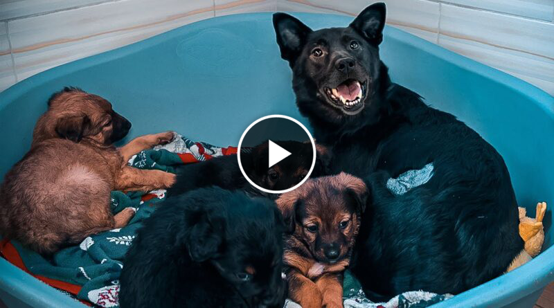 Mama Dog Wouldn’t Stop Smiling After Reunion with Her Stolen Puppies