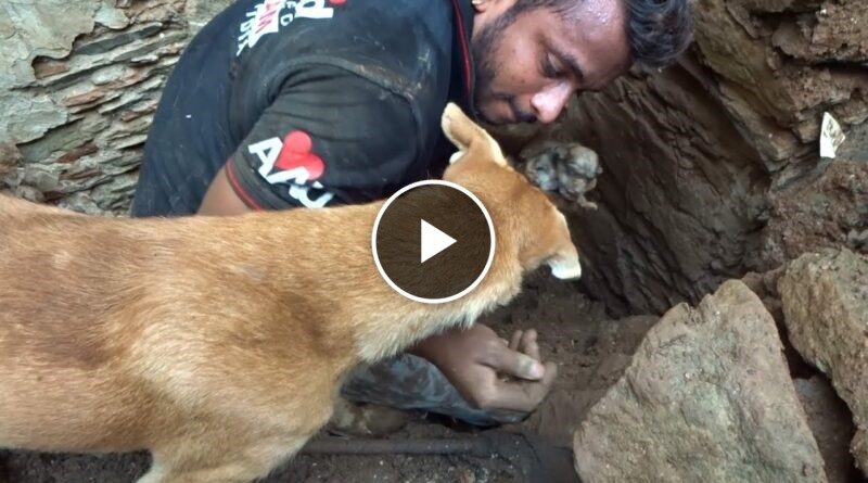 Mother dog helps rescuers dig for her buried puppies.
