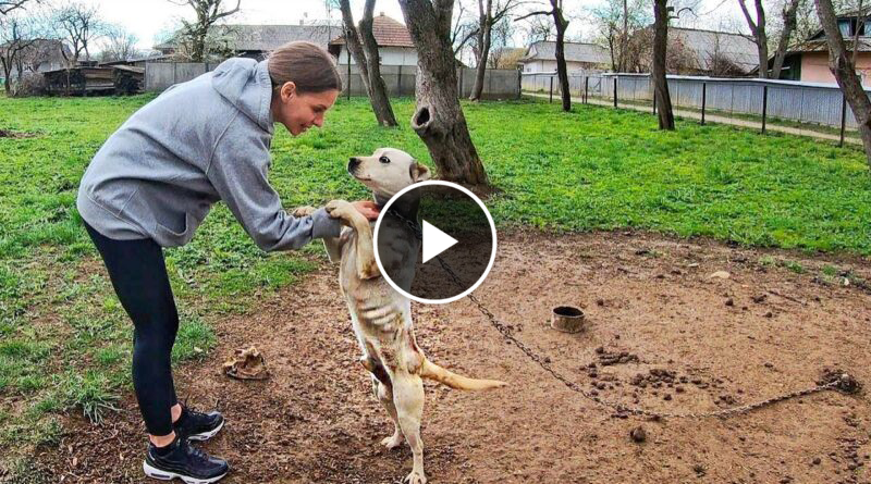 Pit Bull Starved on Heavy Chain all his Life! He Grabbed my Hand and Asked to Rescue Him