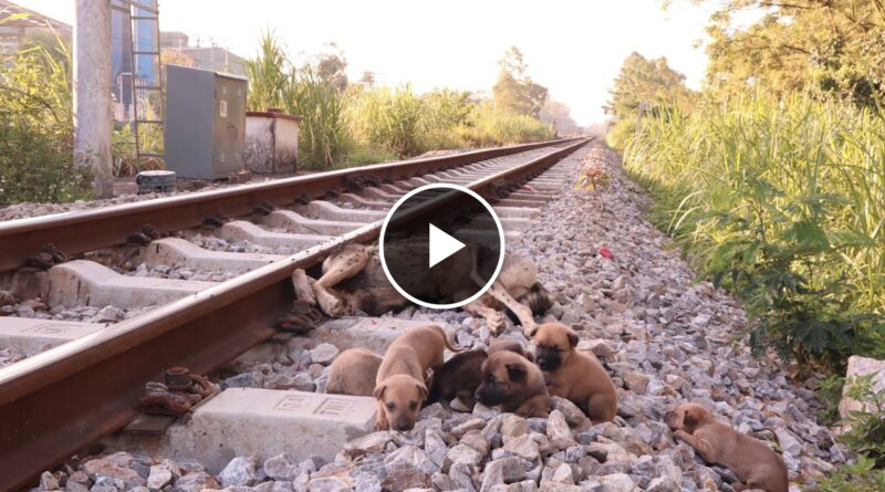 Rescue 6 poor puppies on the train tracks when their mother is no more