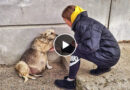 Street Dog Grabbed my Hand and her Eyes were Begging for Help … I couldn’t pass by