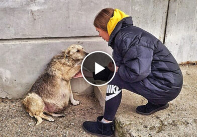 Street Dog Grabbed my Hand and her Eyes were Begging for Help … I couldn’t pass by