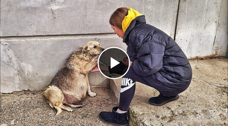 Street Dog Grabbed my Hand and her Eyes were Begging for Help … I couldn’t pass by