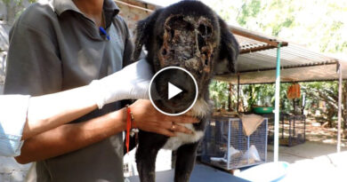 The dog who grew a new face – Kalu’s astounding recovery