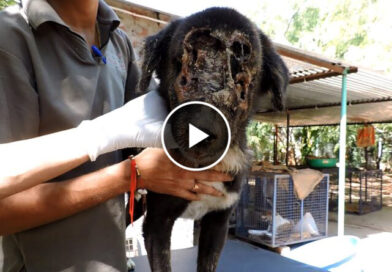 The dog who grew a new face – Kalu’s astounding recovery
