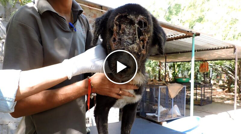 The dog who grew a new face – Kalu’s astounding recovery