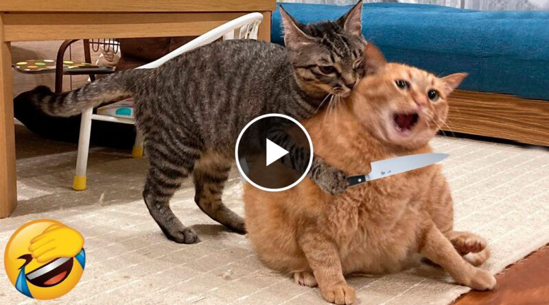 The Funniest Cat And Dog Videos 😺😍