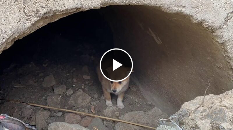 The little milk dog was abandoned in the bridge hole of the garbage dump, quietly waiting for death