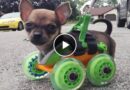 The Smart Dog Was Injured and Treated