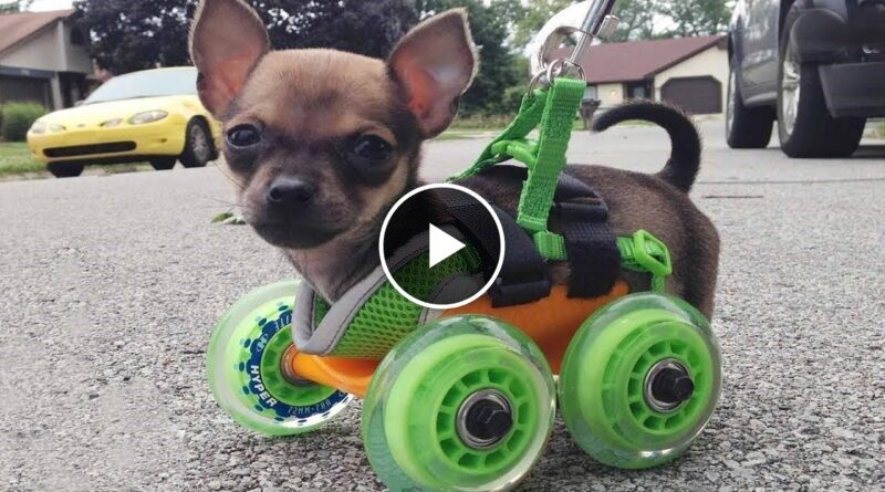 The Smart Dog Was Injured and Treated