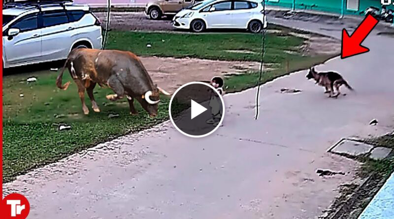 This Dog Risked His Life to save His Girl..Real Hero !