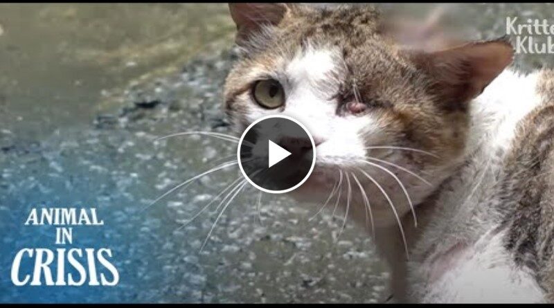 “Why Do People Nail My Head?” Aching Cat Gaze