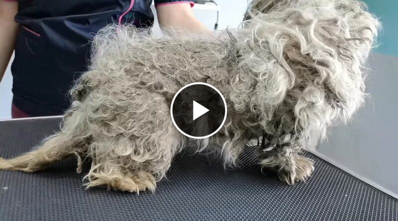 WORST Dog Condition I’ve EVER Seen I FULLY MATTED (With Fleas and Ticks)