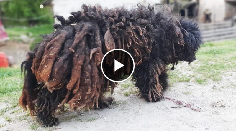 YOU WON’T BELIEVE how this DOG looks after shaving all these dreadlocks