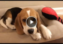 Cute beagle puppy 5 months to 5 years