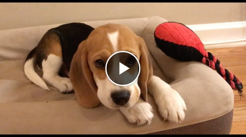 Cute beagle puppy 5 months to 5 years