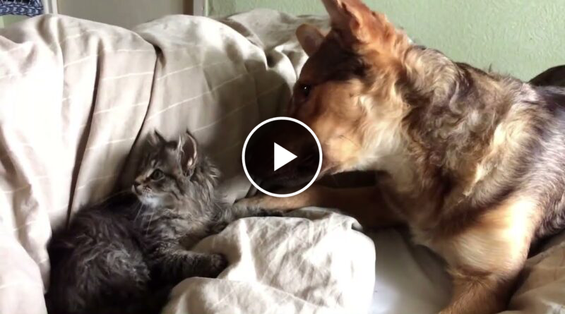 Fearless kitten meets giant dog for the first time