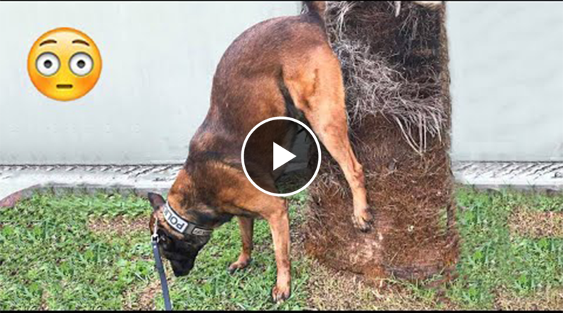 Funniest Dogs And Cats Videos Best Funny Animals Videos 2023
