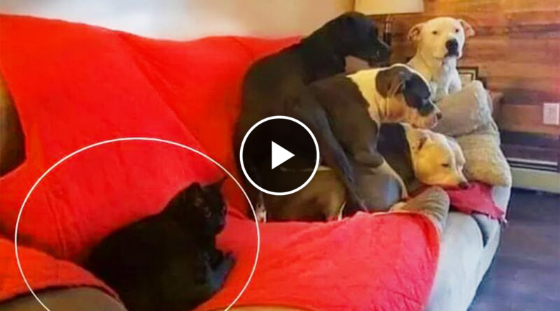 Funny Dog and Cat videos that Make Me Laugh Uncontrollably 😂