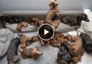 Funny Mini Dachshund dogs world,Breeding And Living with Dachshund | Funny wiener dogs Videos